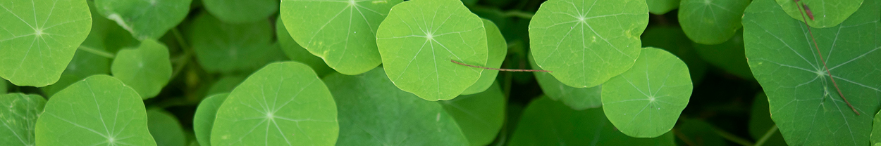 footer image of green plants